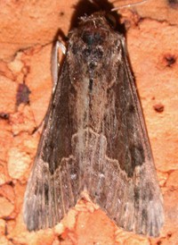 Baltimore Snout